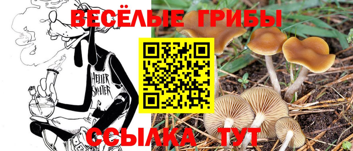 сколько стоит  Вход с VPN  Ковров  Галлюциногенные грибы Psilocybe 
